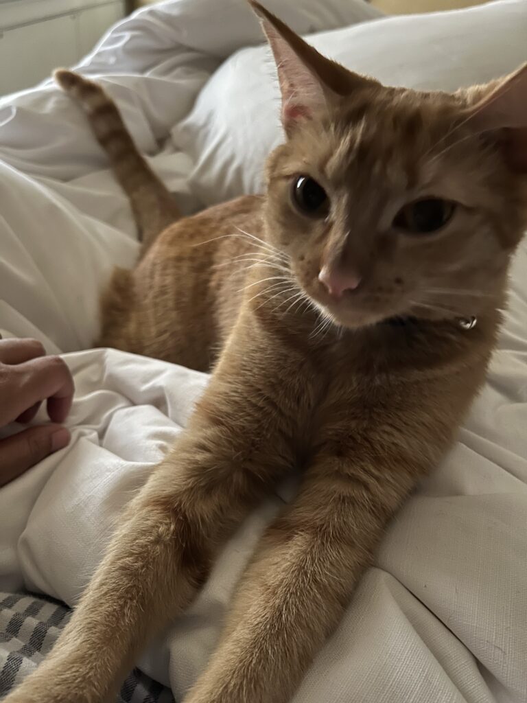 Orange cat resting on hotel bed during summer trip to NYC