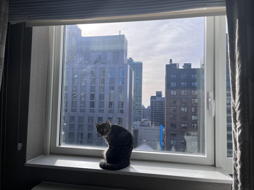 Gray cat on window in NYC hotel